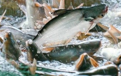 Pangasius prices spike on shortage, which could last until 2019