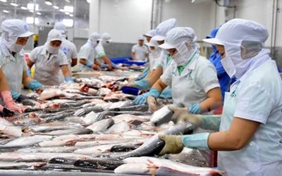 Pangasius raw material prices reach highest-ever levels